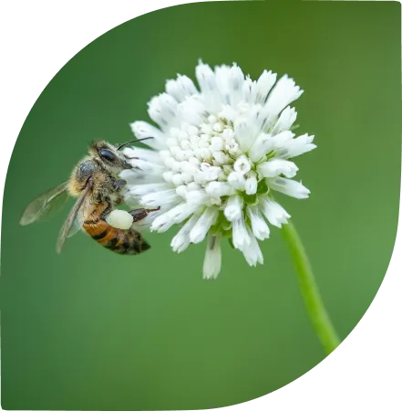 Abeille butinant une fleur